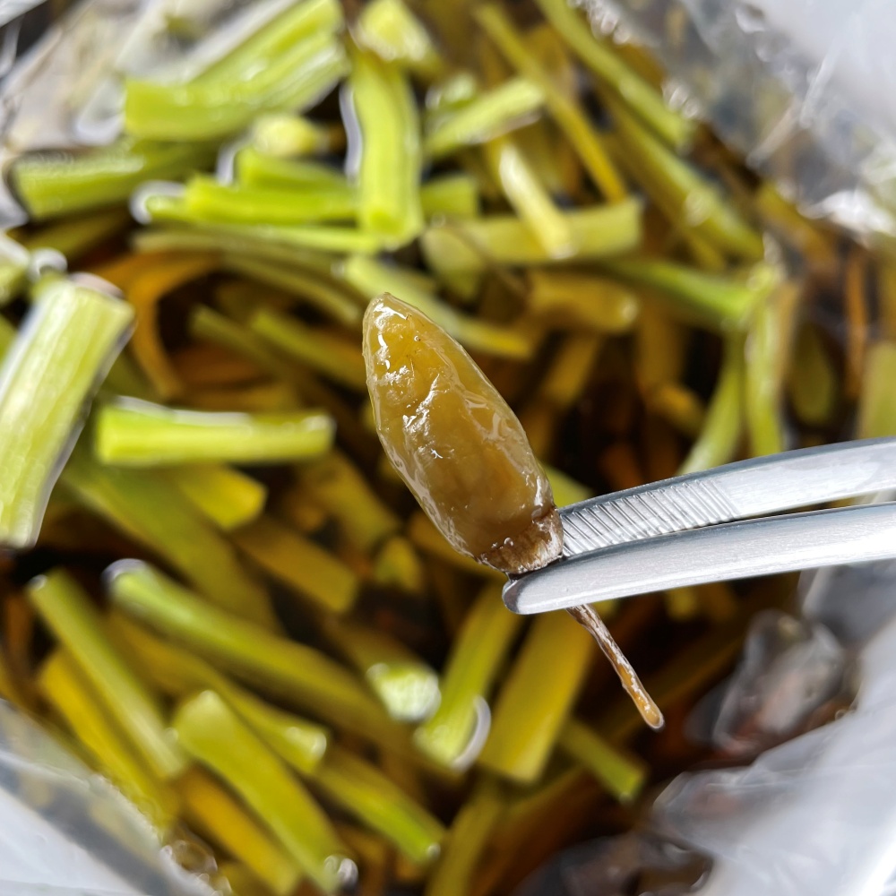 산상추 뚱채 장아찌 줄기상추 궁채 장아찌 업소용 10kg, 1개 - 상세 이미지 4