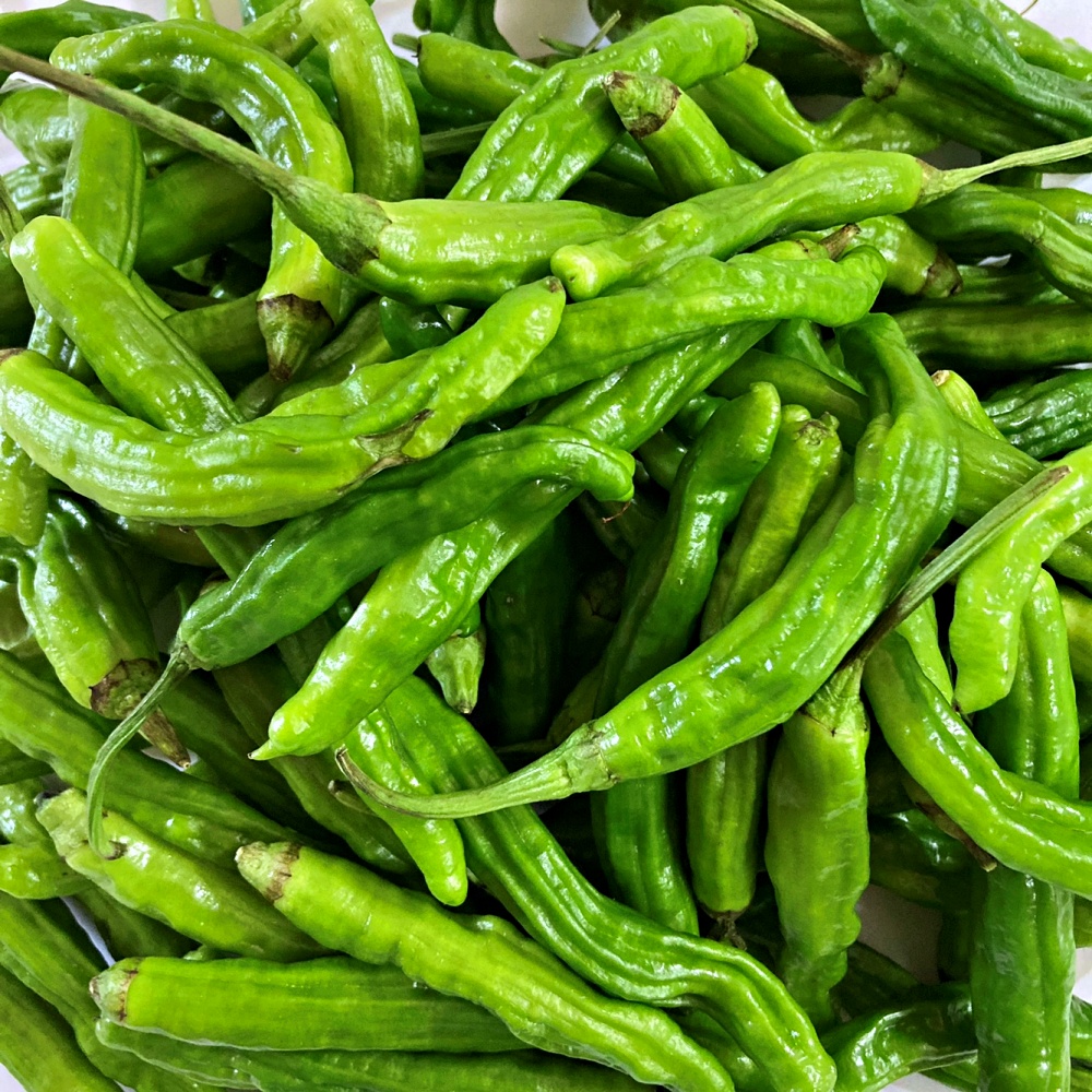 꽈리고추 500g 1kg 2kg 3kg 4kg 국내산 - 상세 이미지 5