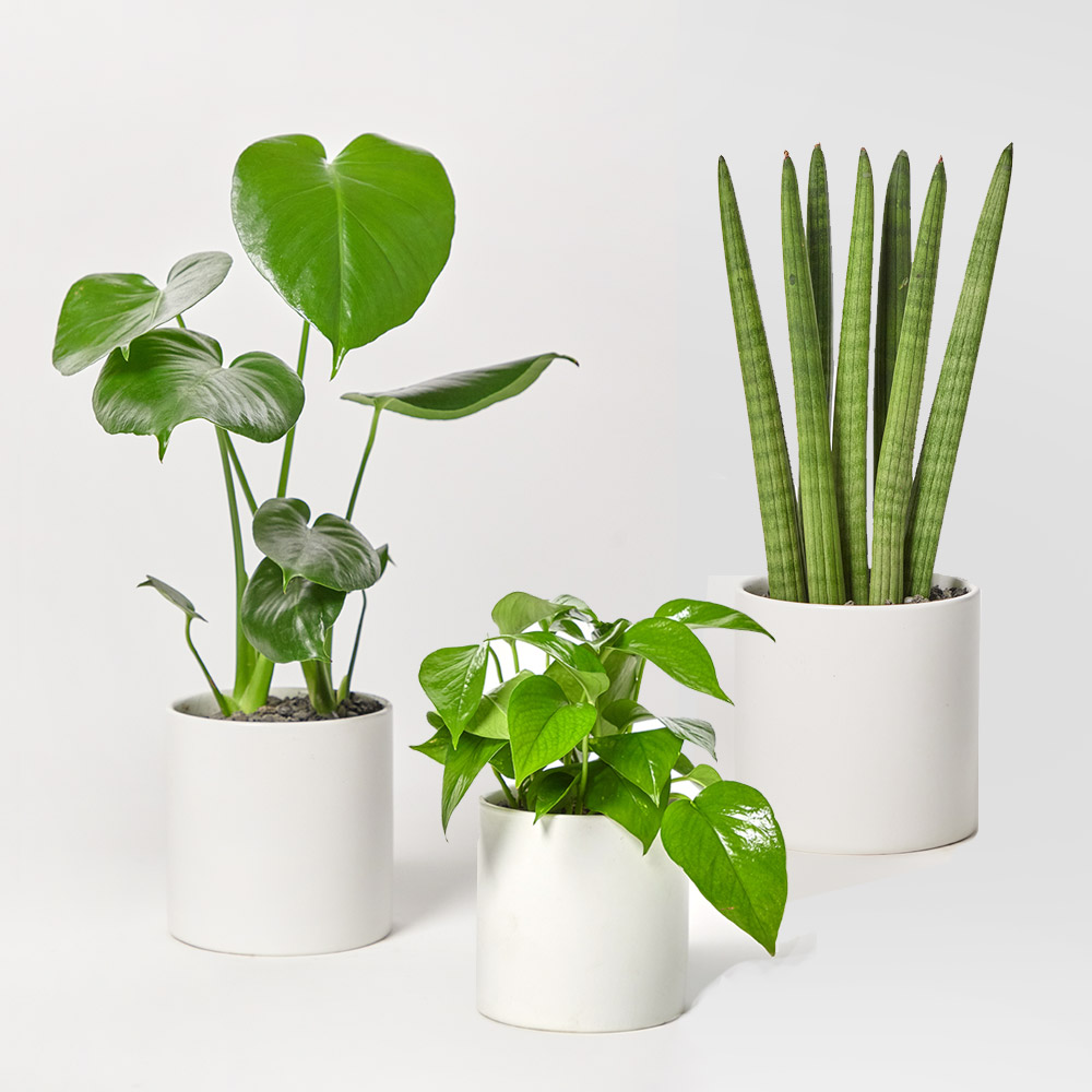 금전수 돈나무 개업화분 선물 공기정화식물 집들이 거실 사무실 축하 감사인사 전국당일 꽃배달 상세 이미지 6