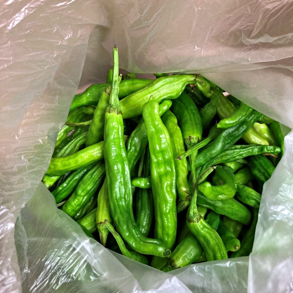 꽈리고추 500g 1kg 2kg 3kg 4kg 국내산 이미지 8