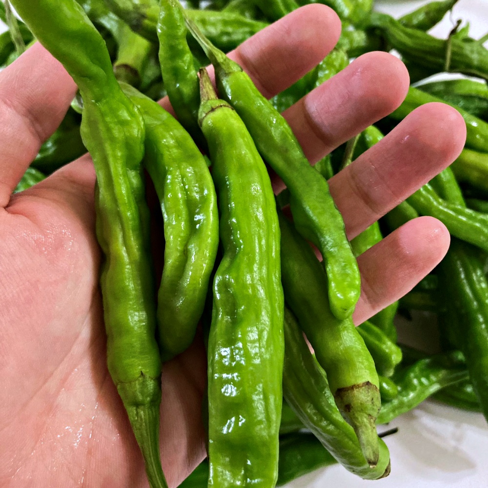 꽈리고추 500g 1kg 2kg 3kg 4kg 국내산 - 상세 이미지 3