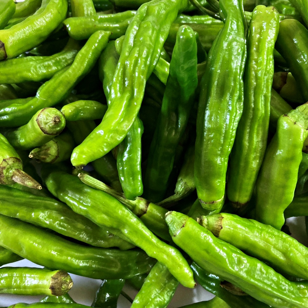 꽈리고추 500g 1kg 2kg 3kg 4kg 국내산 - 상세 이미지 2