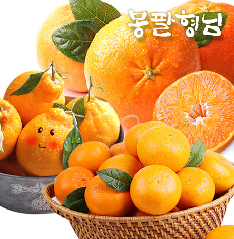 제주농장 천혜향 한라봉 레드향 선물용 : 봉팔형님