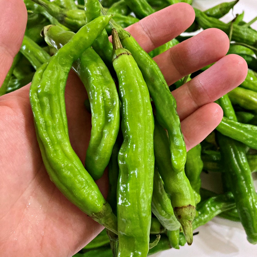 꽈리고추 500g 1kg 2kg 3kg 4kg 국내산 - 상세 이미지 4