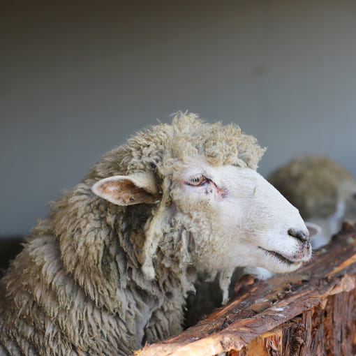 3. 제주 애월 양떼..
