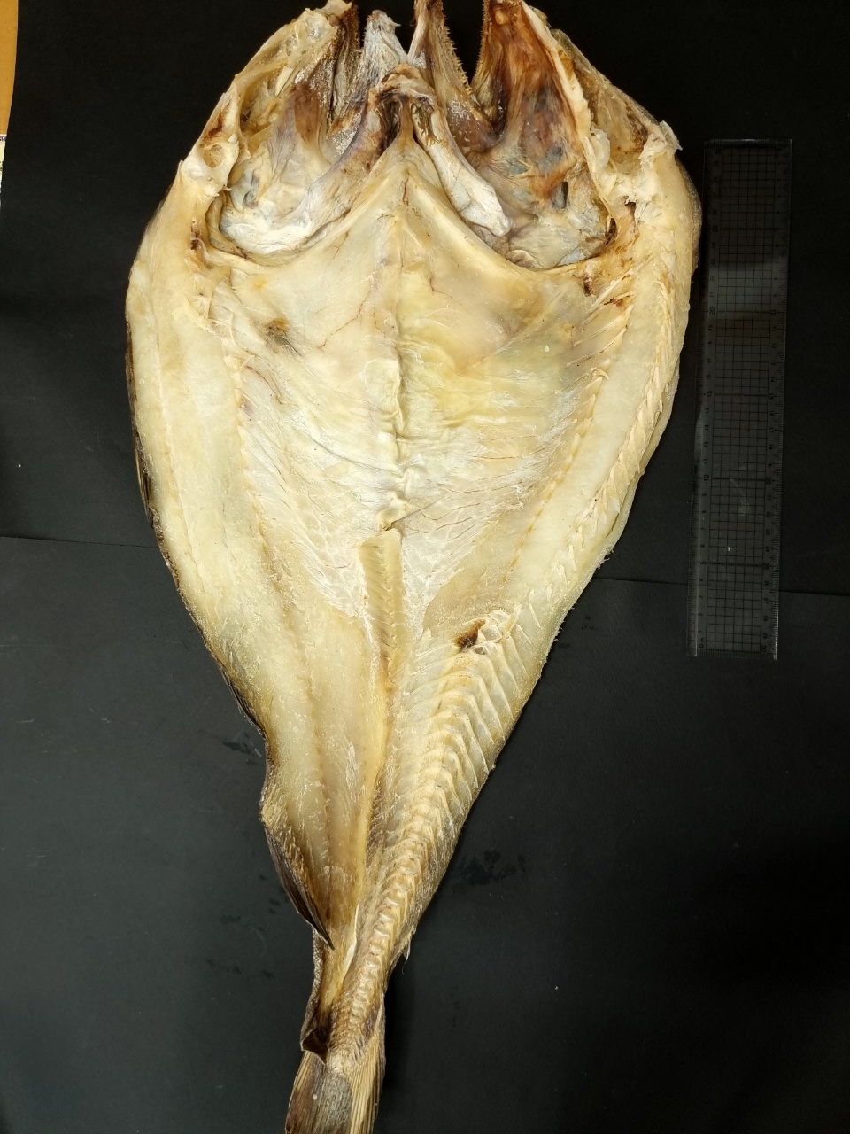 (D클라쓰) 묵호항 건조 보양식 건대구 염대구 말린염장대구 45 - 65cm 내외 1마리 이미지 6