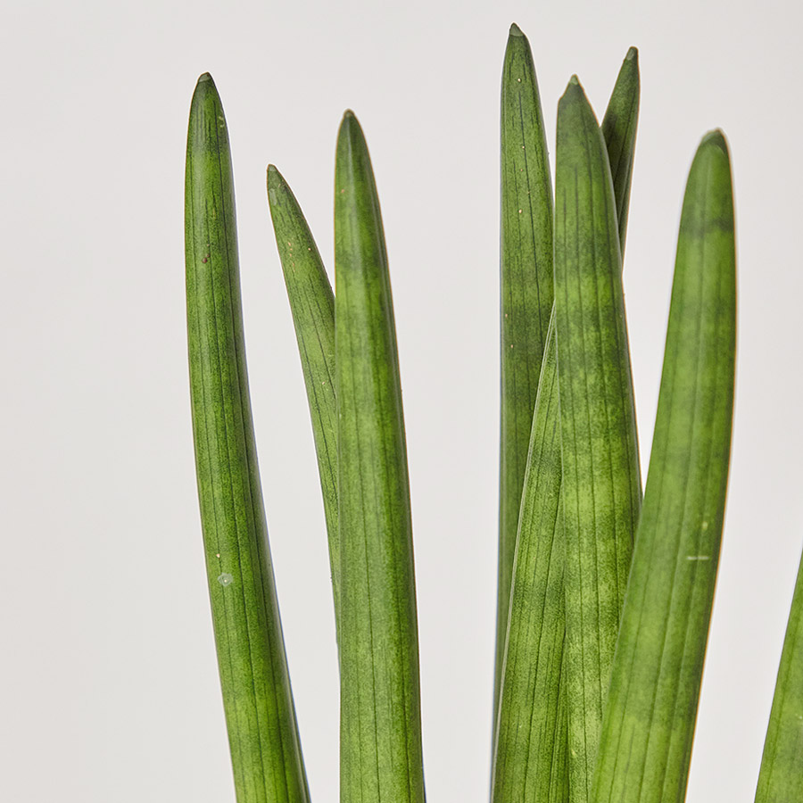 스투키 공기정화 플랜테리어 개업 축하 거실 사무실 테이블 화분 카페식물