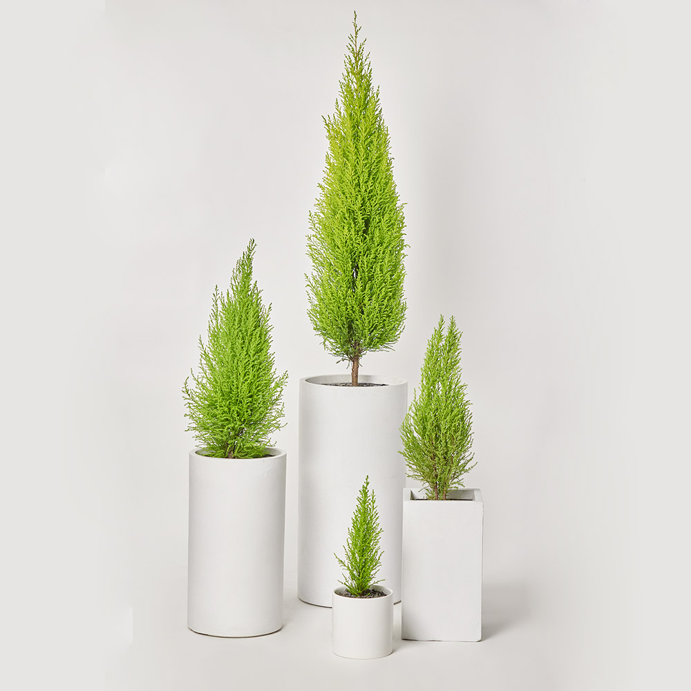 금전수 돈나무 개업화분 선물 공기정화식물 집들이 거실 사무실 축하 감사인사 전국당일 꽃배달 상세 이미지 8