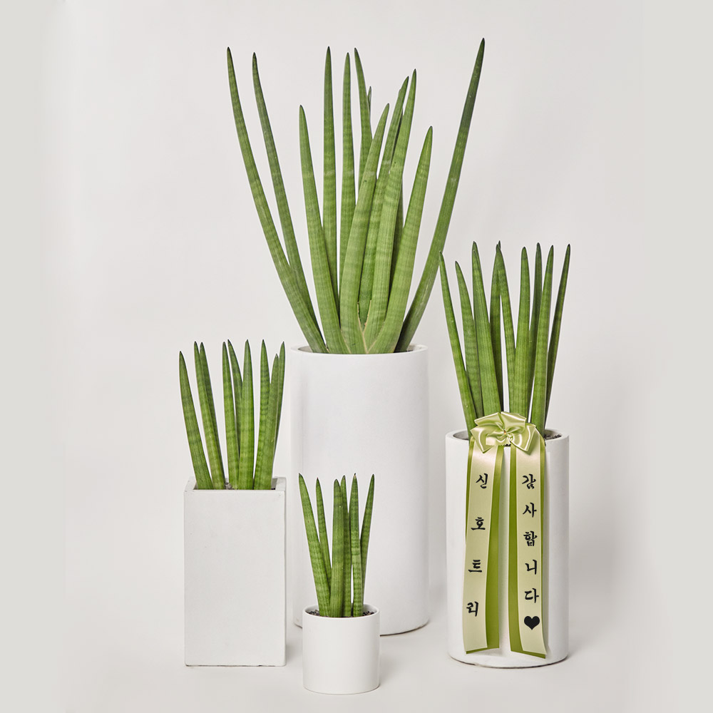 스투키 공기정화 플랜테리어 개업 축하 거실 사무실 테이블 화분 카페식물