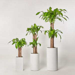 행운목 공기정화 개업 축하 거실 사무실 테이블 화분 집들이선물 카페식물 ... 실사용 후기 | 효과 있을까? - 상품 이미지 2