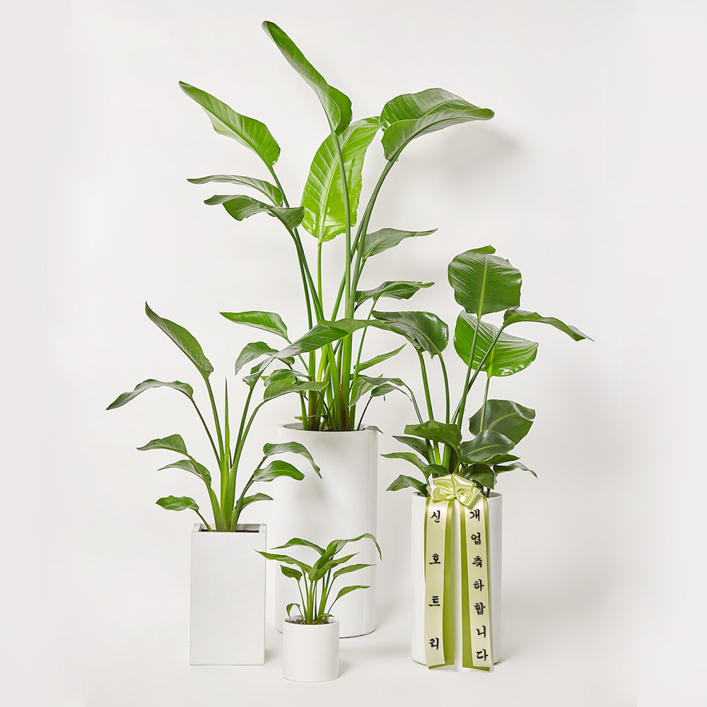 여인초 플랜테리어 개업축하 카페식물 사무실 테이블 화분 플랜테리어 집들이선물