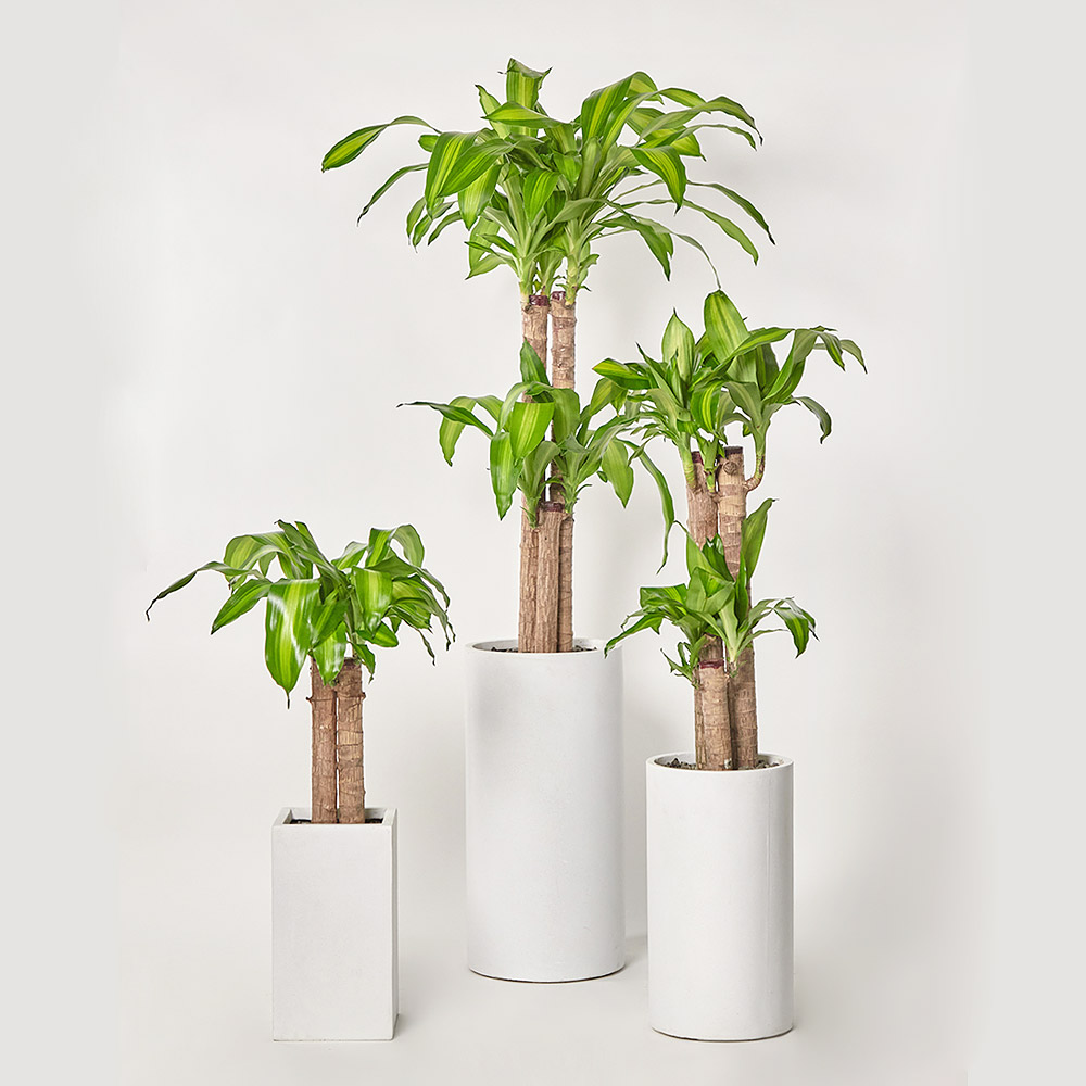 행운목 공기정화 개업 축하 거실 사무실 테이블 화분 집들이선물 카페식물 플랜테리어 가드닝 이미지 3