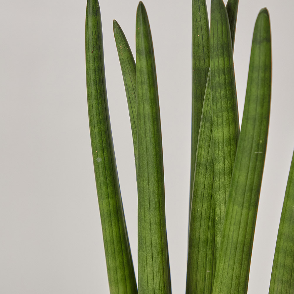 스투키 공기정화 플랜테리어 개업 축하 거실 사무실 테이블 화분 카페식물