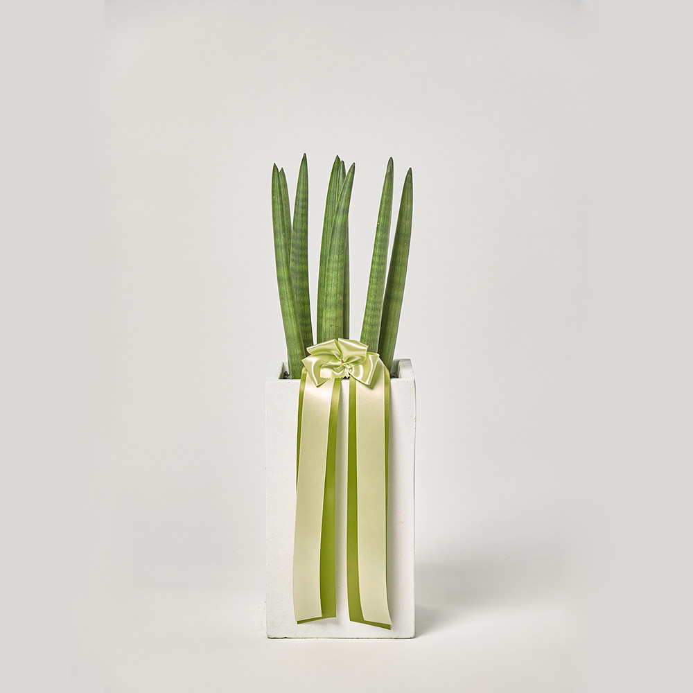 스투키 공기정화 플랜테리어 개업 축하 거실 사무실 테이블 화분 카페식물