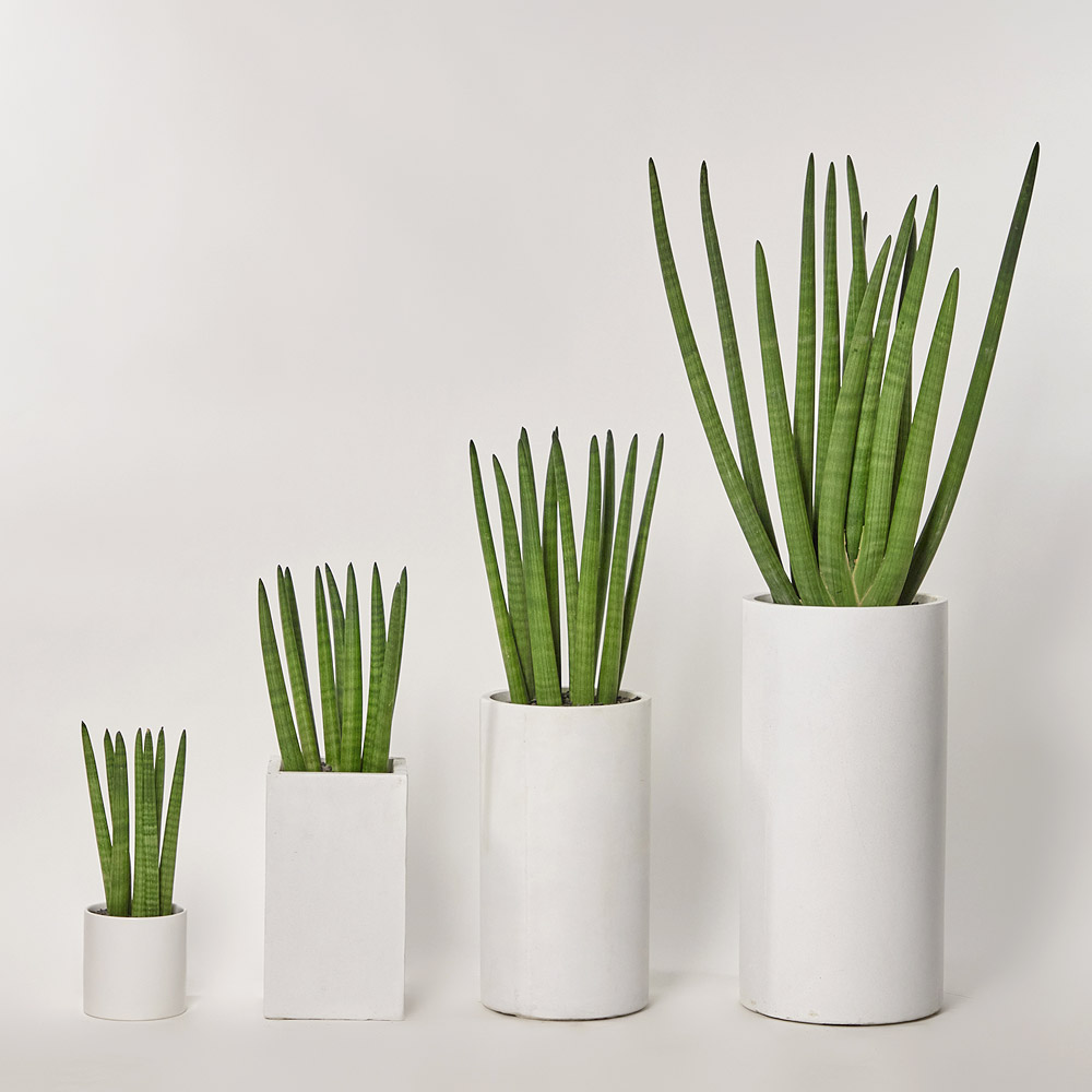 스투키 공기정화 플랜테리어 개업 축하 거실 사무실 테이블 화분 카페식물