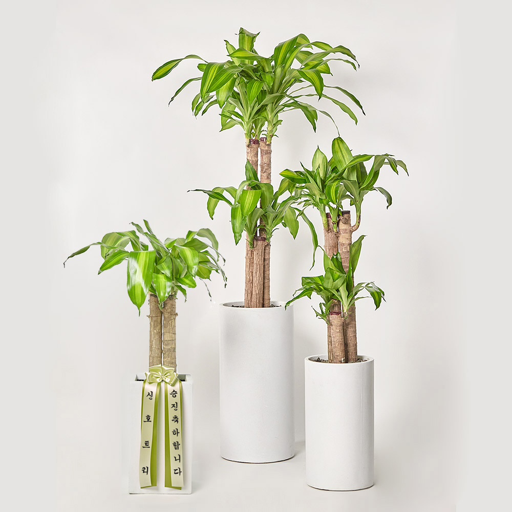 행운목 공기정화 개업 축하 거실 사무실 테이블 화분 집들이선물 카페식물 ... 실사용 후기 | 효과 있을까? - 대표 이미지