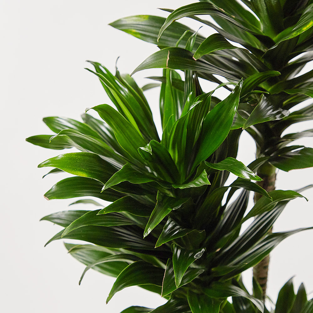 콤팩타 소형 테이블용 카페오픈 사무실 개업 축하 오픈 화분 선물 공기정화식물 전시회 식물