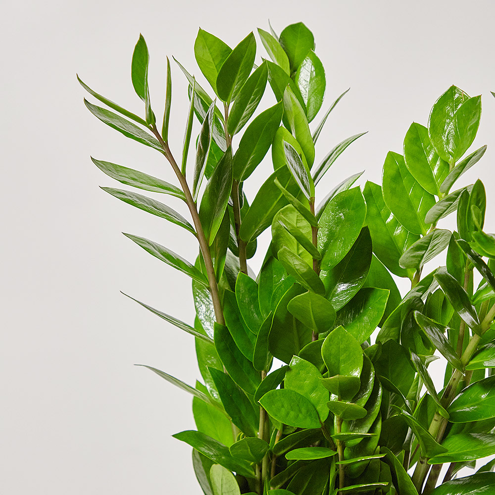 금전수 중형 실내화초 카페식물 집들이 축하 식당 오픈 개업 화분 선물 공기정화 전시회