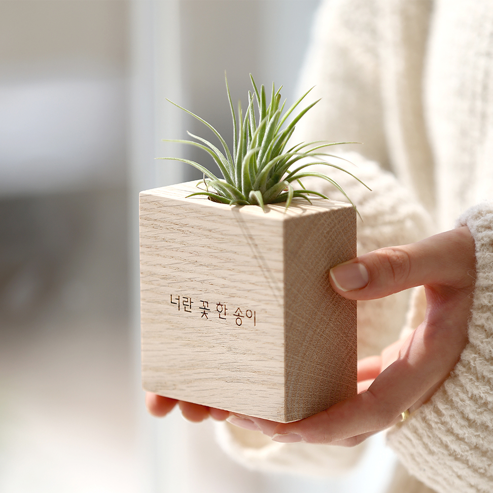 원목 각인 실내공기정화식물 틸란드시아 이오난사 화분 A타입