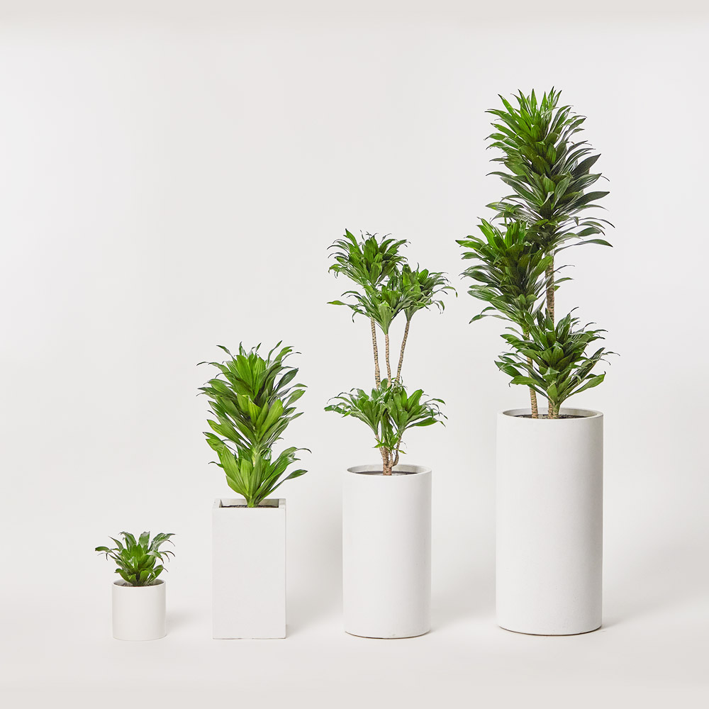 콤팩타 소형 테이블용 카페오픈 사무실 개업 축하 오픈 화분 선물 공기정화식물 전시회 식물