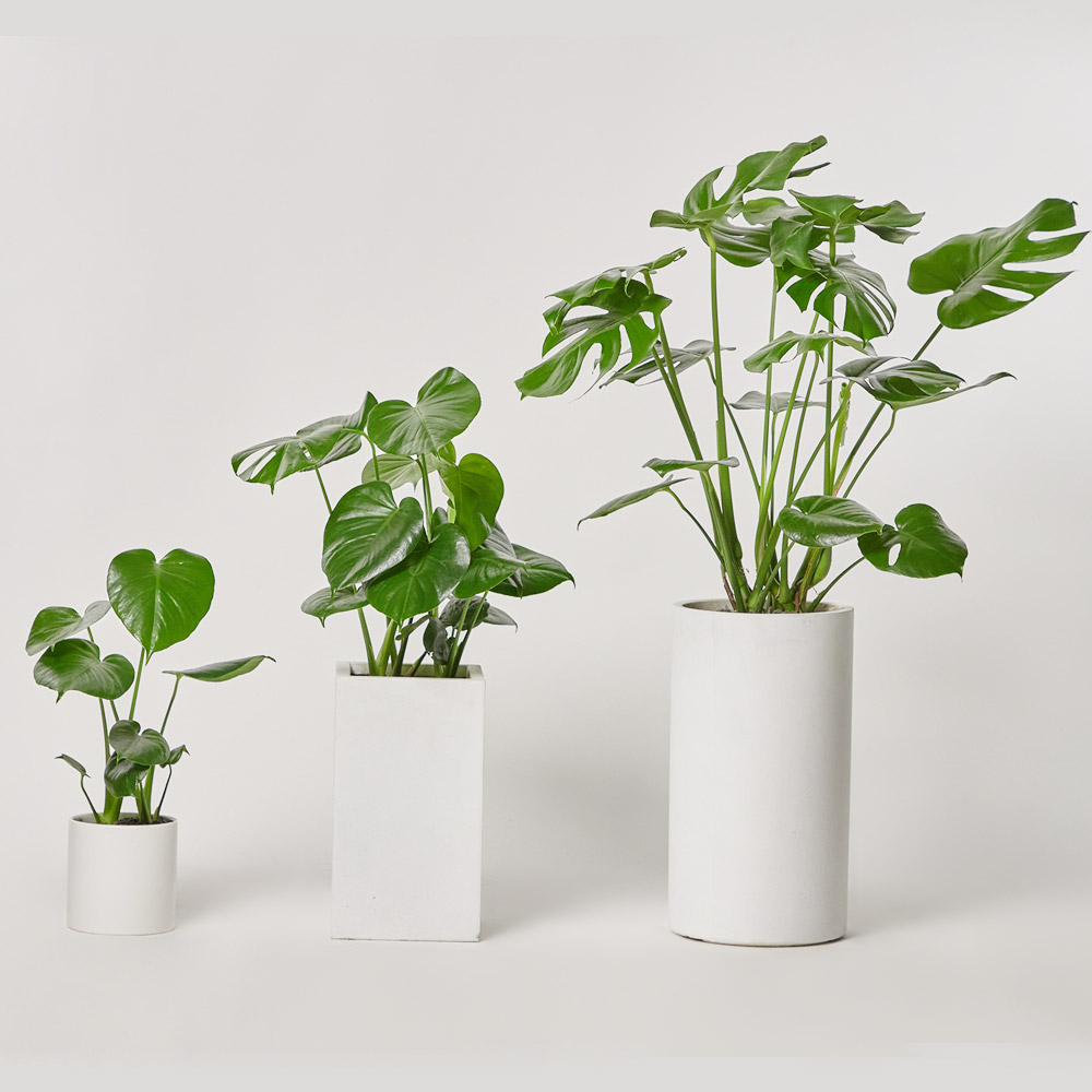 몬스테라 대형화분 테이블 반려식물 플랜테리어 오픈 개업 축하 선물 공기정화 열대식물 전시회