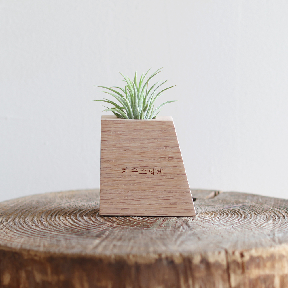 원목 각인 실내공기정화식물 틸란드시아 이오난사 화분 A타입