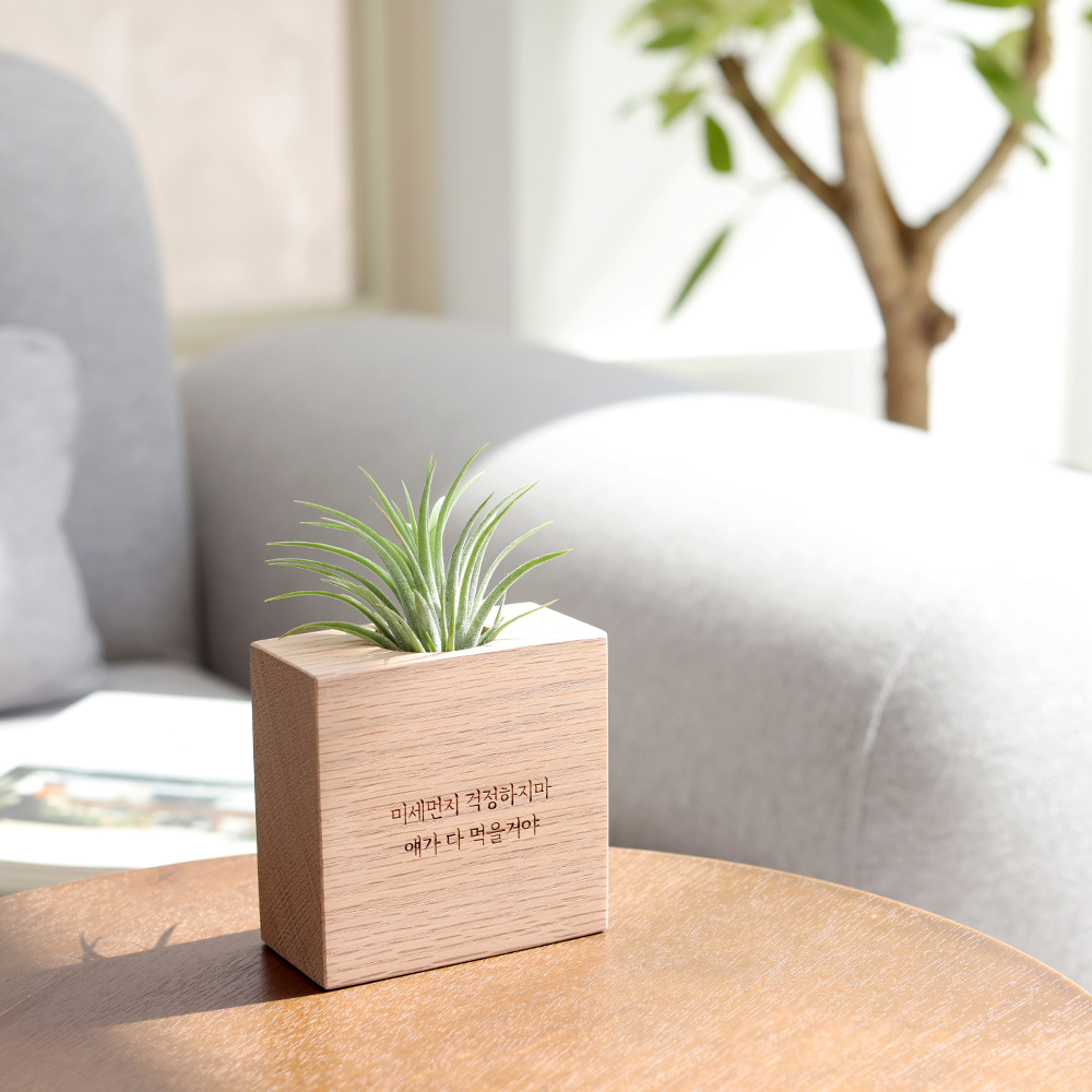 원목 각인 실내공기정화식물 틸란드시아 이오난사 화분 A타입