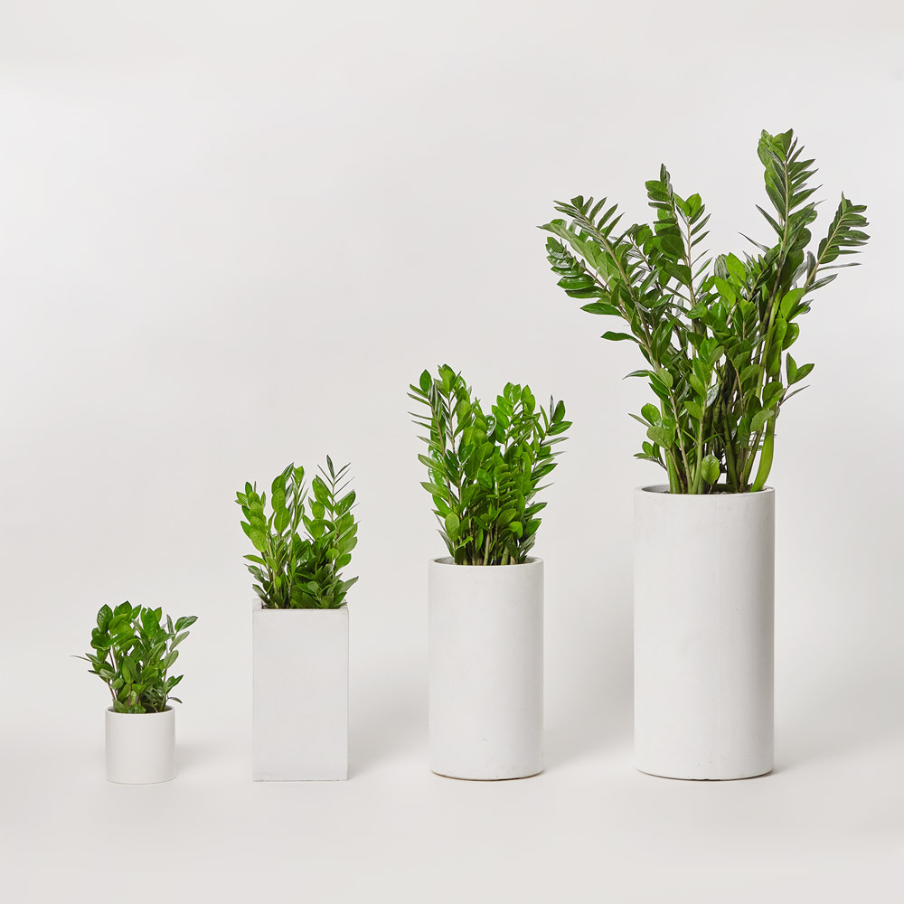 금전수 중형 실내화초 카페식물 집들이 축하 식당 오픈 개업 화분 선물 공기정화 전시회