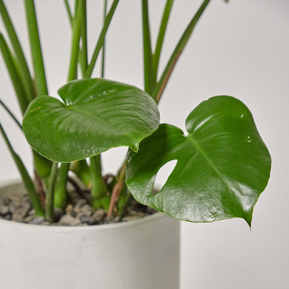 몬스테라 대형화분 테이블 반려식물 플랜테리어 오픈 개업 축하 선물 공기정화 열대식물 전시회