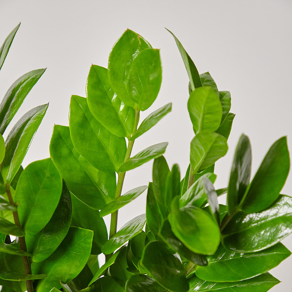 금전수 중형 실내화초 카페식물 집들이 축하 식당 오픈 개업 화분 선물 공기정화 전시회