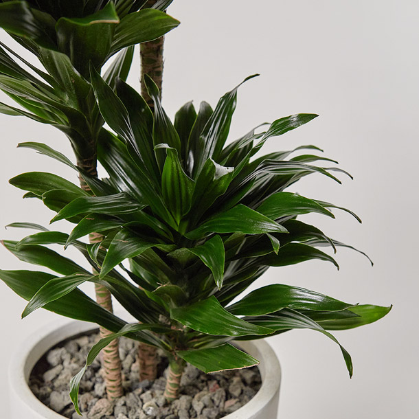 콤팩타 소형 테이블용 카페오픈 사무실 개업 축하 오픈 화분 선물 공기정화식물 전시회 식물