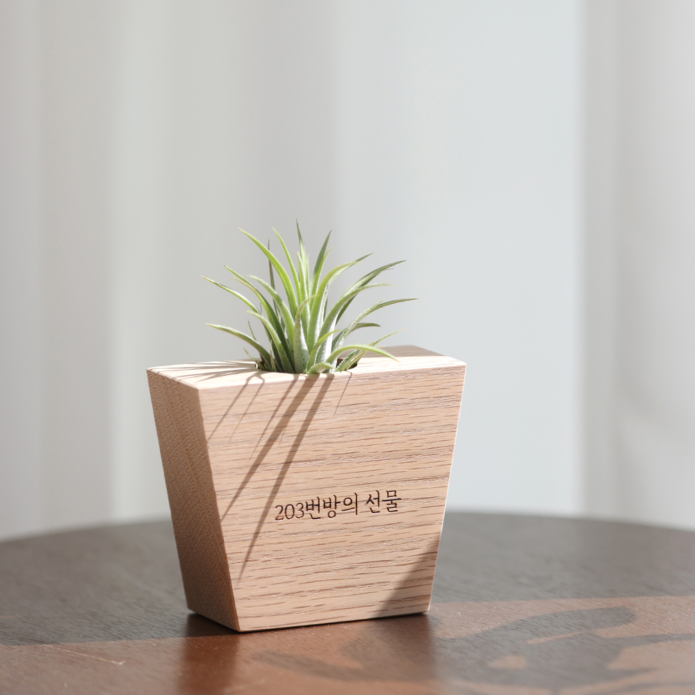 원목 각인 실내공기정화식물 틸란드시아 이오난사 화분 A타입