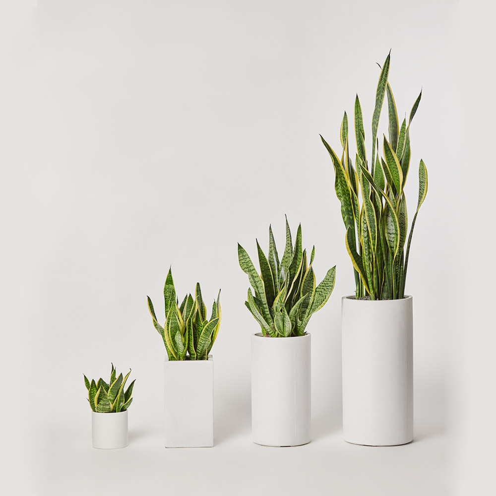 산세베리아 중형 카페식물 전시회 사무실 개업 축하 화분 선물 플랜테리어 집들이 공기정화