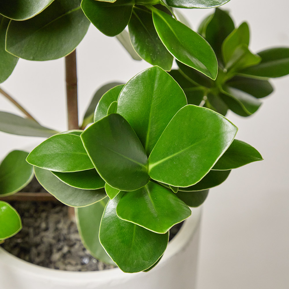 크루시아 소형 테이블용 축하 선물 화분 거실 공기정화 플랜테리어 반려식물 집들이 전시회