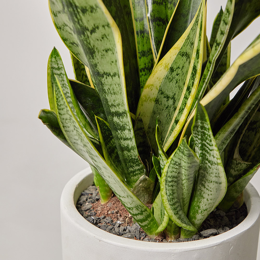 산세베리아 중형 카페식물 전시회 사무실 개업 축하 화분 선물 플랜테리어 집들이 공기정화