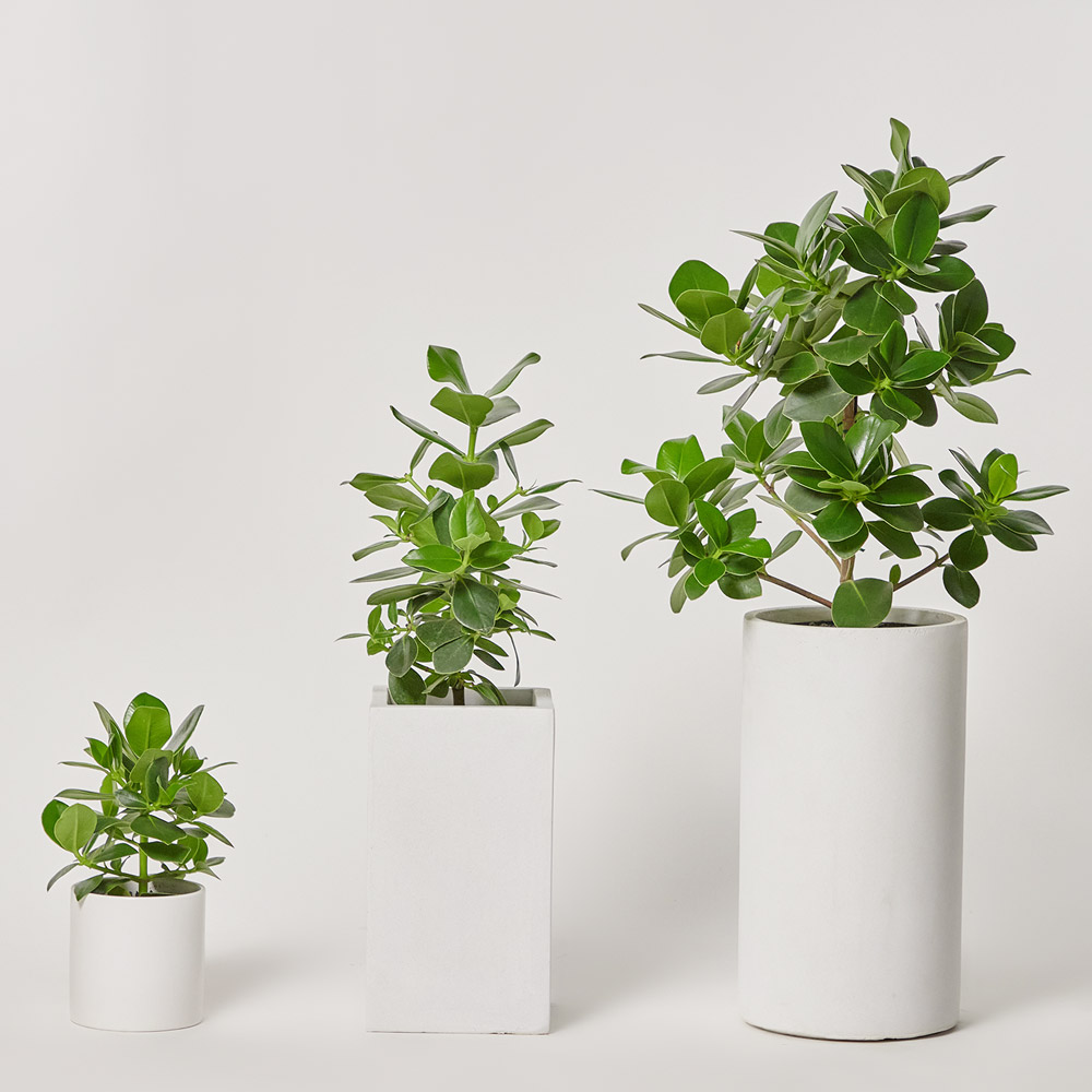 크루시아 소형 테이블용 축하 선물 화분 거실 공기정화 플랜테리어 반려식물 집들이 전시회