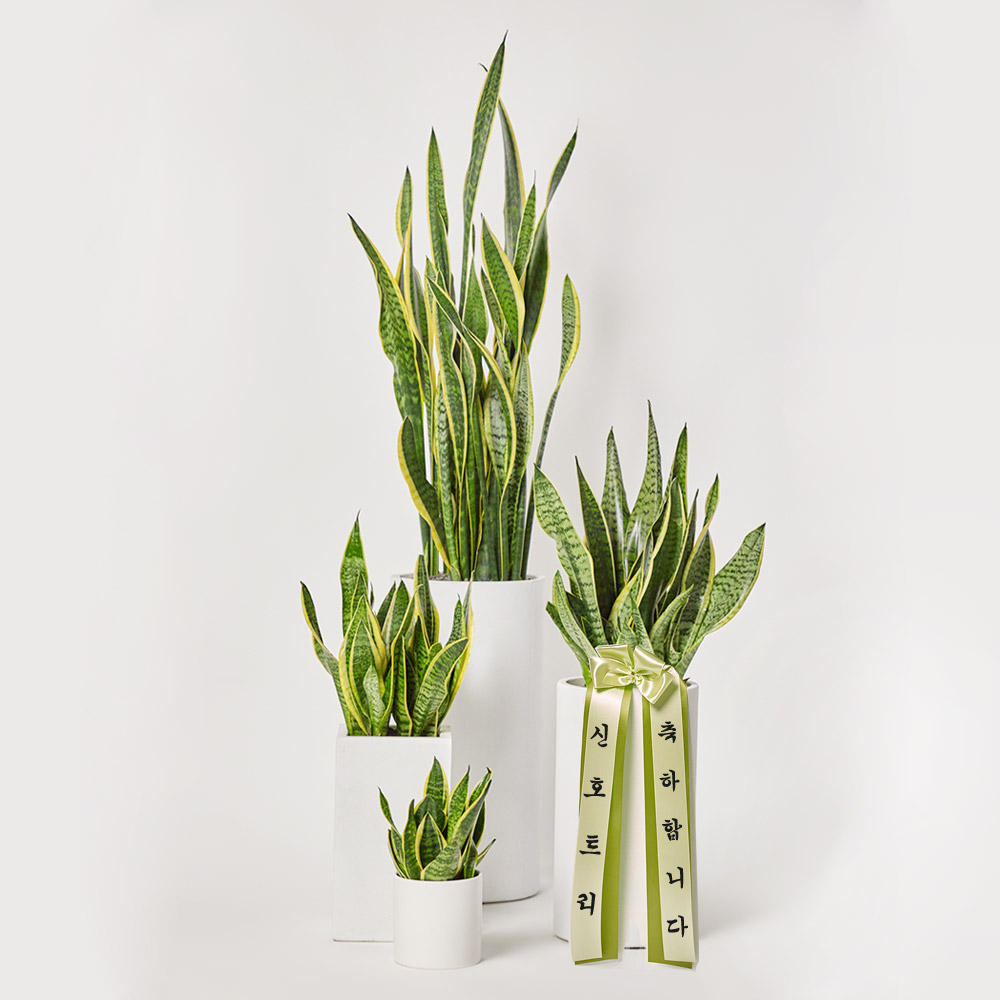 산세베리아 전시회 사무실 개업 축하 화분 선물 플랜테리어 공기정화 반려식물 인테리어