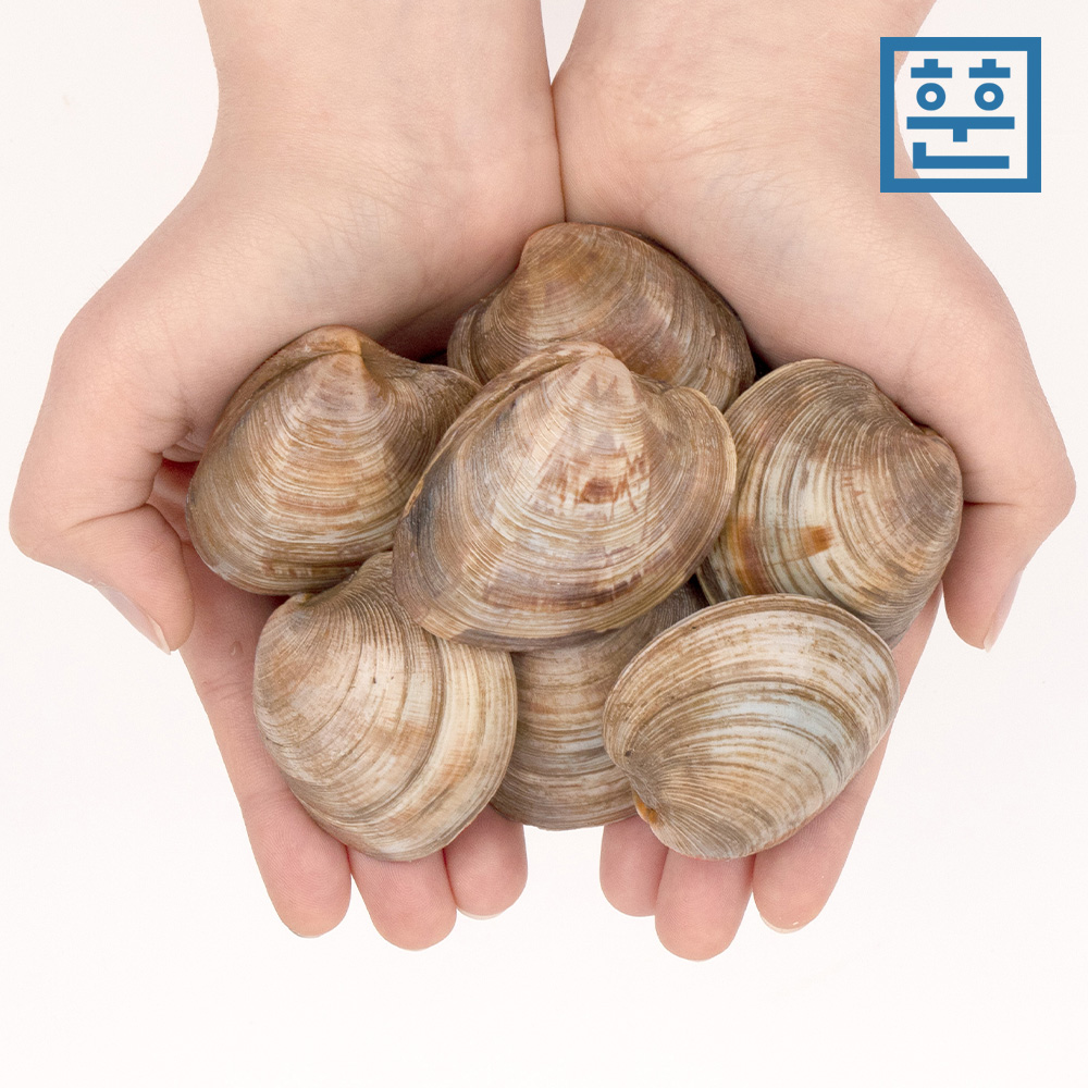 훈훈수산 백합 백상합 조개 백생합 제철 탕,찜,구이용 - 상세 이미지 3