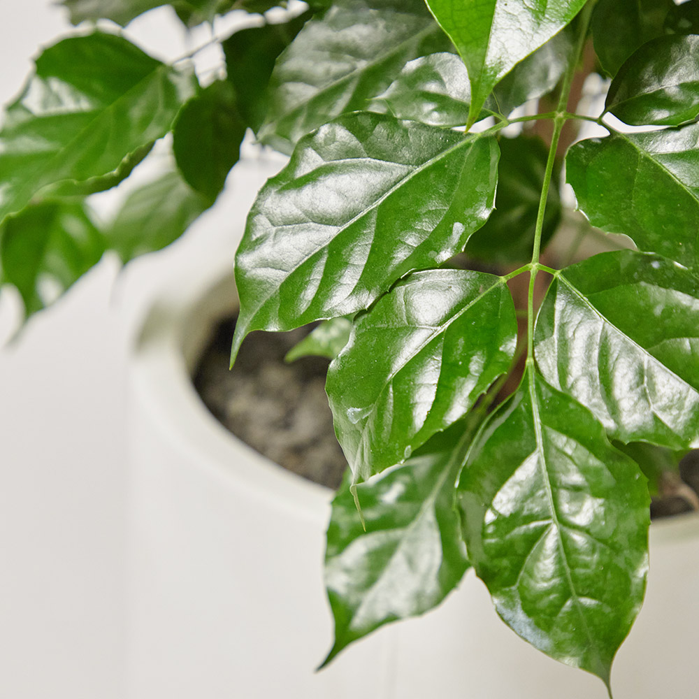 녹보수 중형 카페식물 오픈식 거실 플랜테리어 개업 축하 감사 화분선물 집들이 선물 공기정화