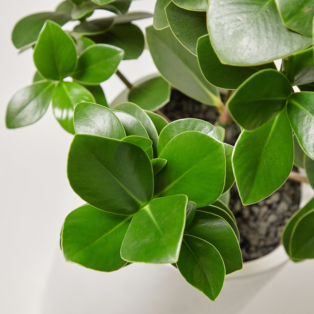 크루시아 소형 테이블용 축하 선물 화분 거실 공기정화 플랜테리어 반려식물 집들이 전시회