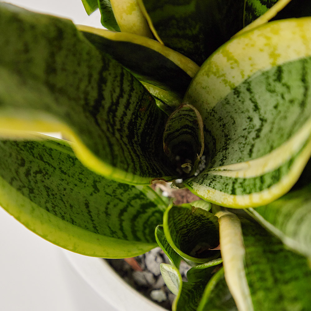 산세베리아 중형 카페식물 전시회 사무실 개업 축하 화분 선물 플랜테리어 집들이 공기정화