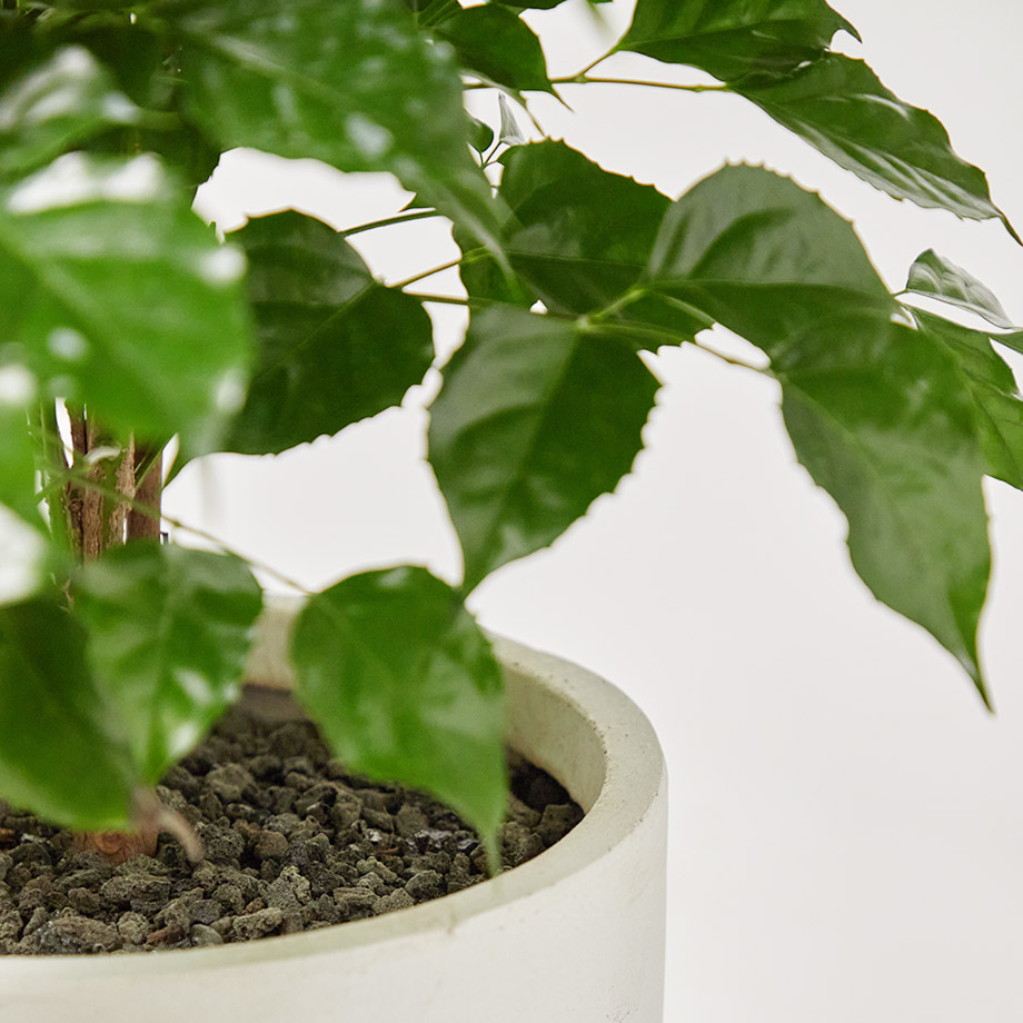 녹보수 중형 카페식물 오픈식 거실 플랜테리어 개업 축하 감사 화분선물 집들이 선물 공기정화