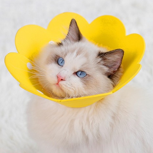고양이 강아지넥카라 대형견 ufo 초경량 깔대기 중성화 목보호대 목카라 쿠션 이미지 6
