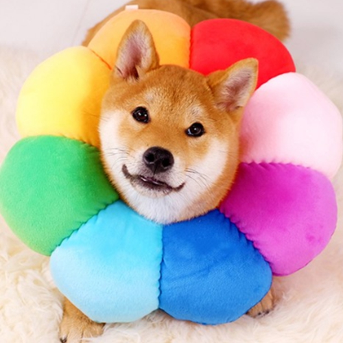 고양이 강아지넥카라 대형견 ufo 초경량 깔대기 중성화 목보호대 목카라 쿠션 - 상세 이미지 3