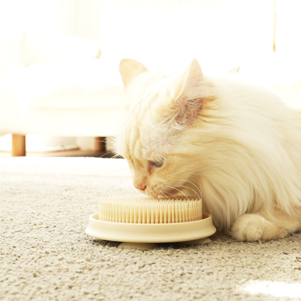 더플래 강아지 고양이 셀프 이빨닦기 입냄새제거 실리콘 스케일링 칫솔 덴탈케어 브러쉬