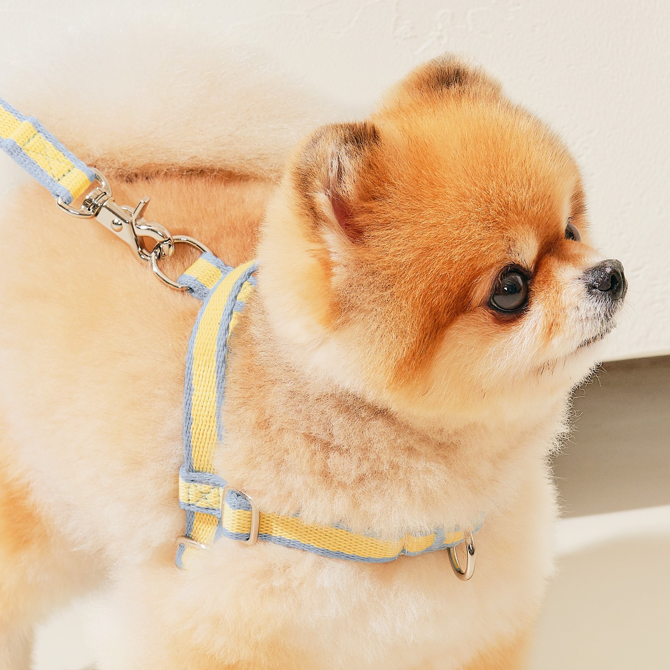 티어라움 강아지 마이데일리 하네스 L형 리드줄 앞고리 앞섬방지 소형견 반려견 초소형 산책 베이비뷰 xs