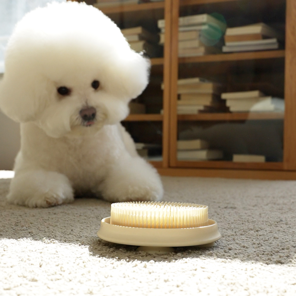더플래 강아지 고양이 셀프 이빨닦기 입냄새제거 실리콘 스케일링 칫솔 덴탈케어 브러쉬