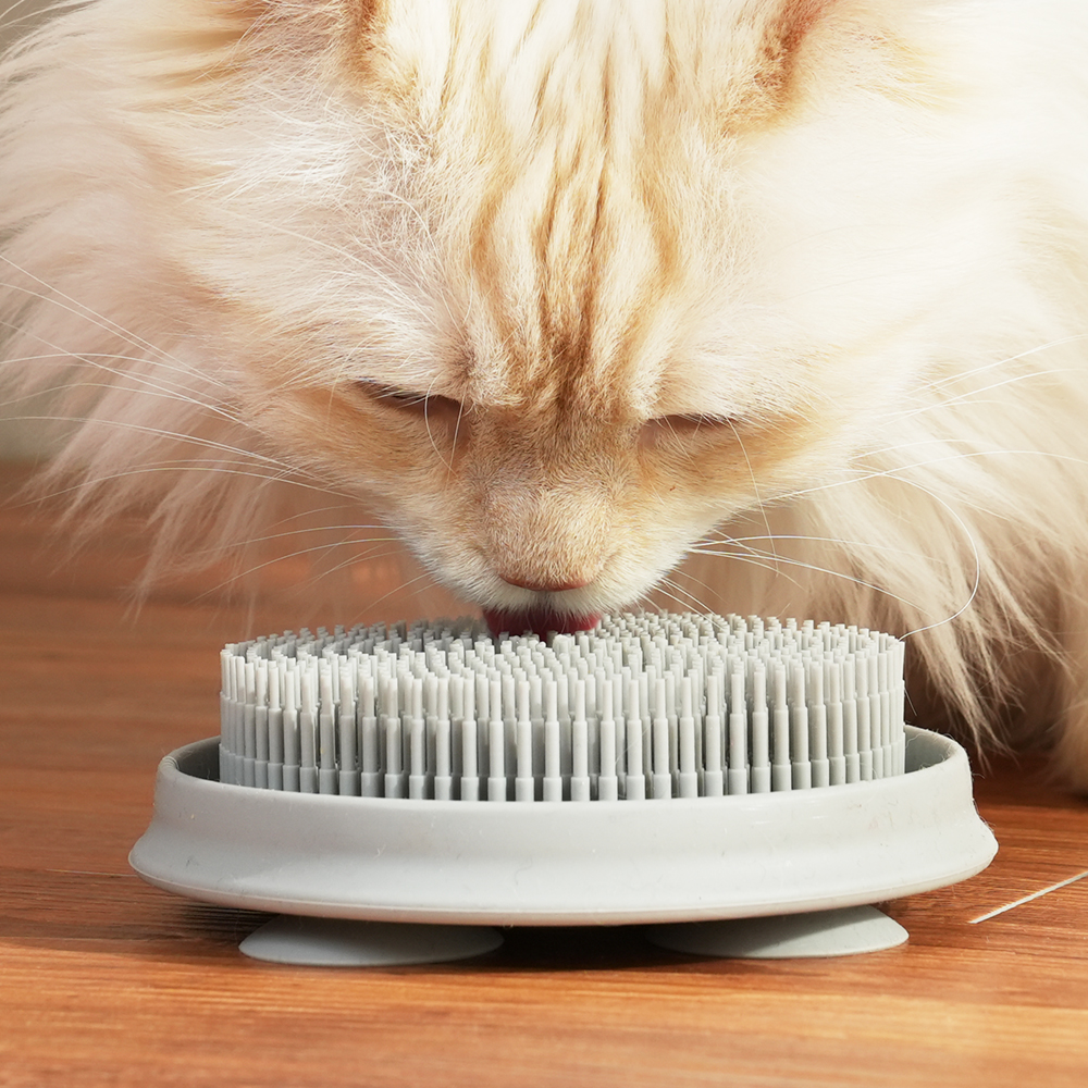 더플래 강아지 고양이 셀프 이빨닦기 입냄새제거 실리콘 스케일링 칫솔 덴탈케어 브러쉬