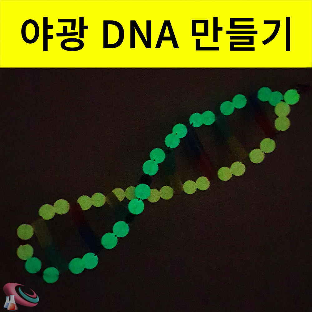DNA모형만들기 야광비즈 입체 이중나선구조 만들기재료 - 상세 이미지 2