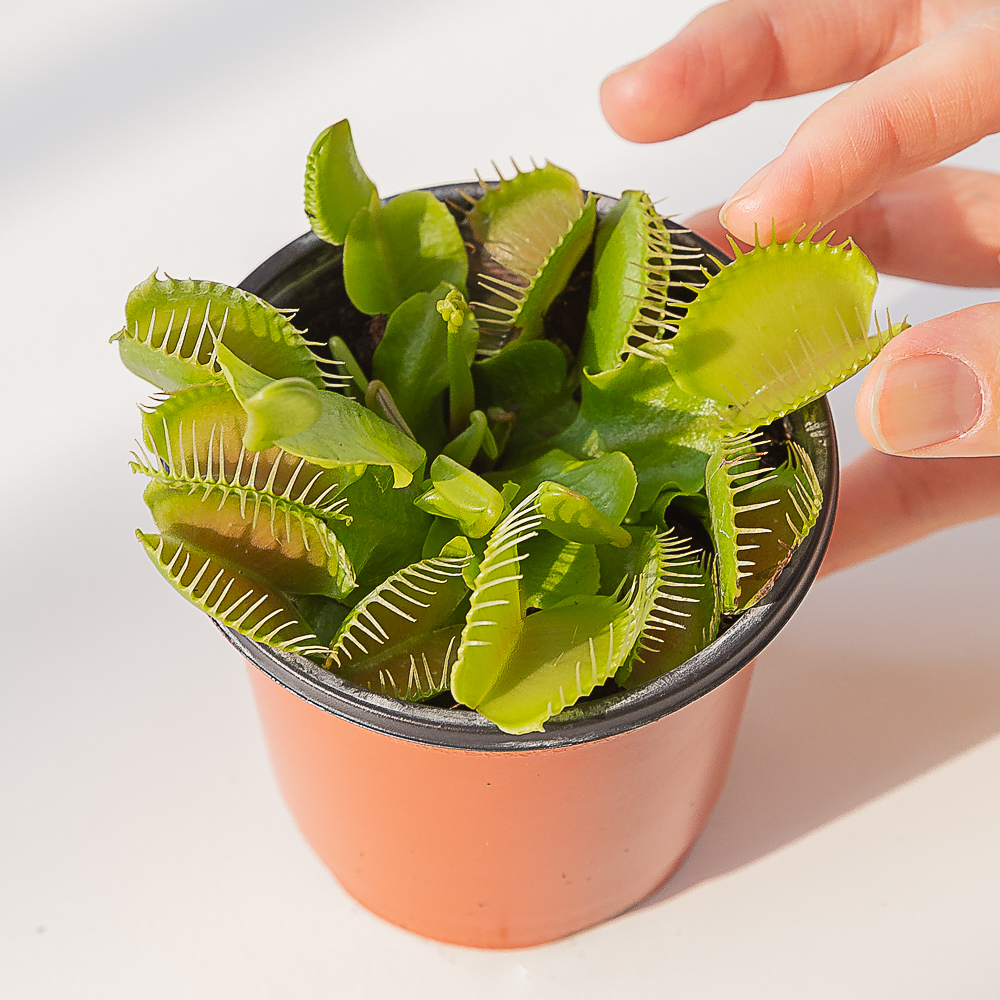 파리지옥 식충식물 벌레잡이식물 모기퇴치 음지 키우기쉬운 반려식물